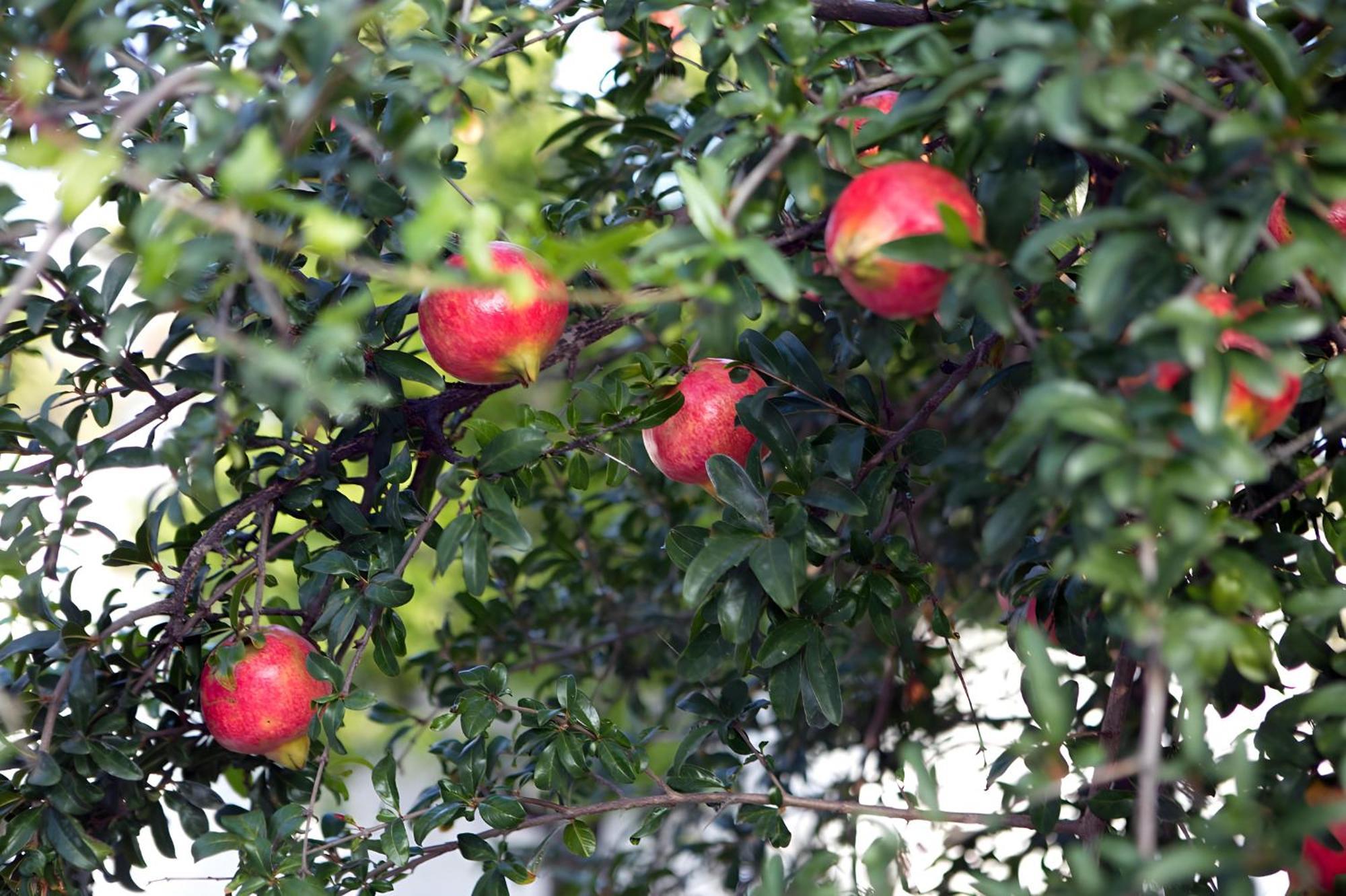 Nafplio Cottage-Grandma'S Yard Asíni Exteriér fotografie